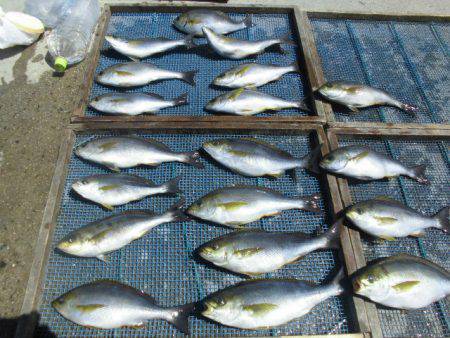 大進丸(愛知) 釣果