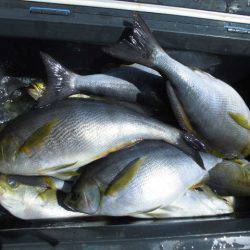 大進丸(愛知) 釣果