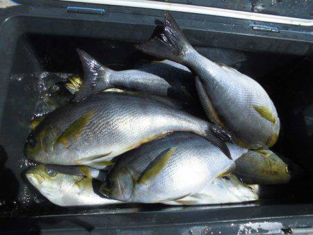 大進丸(愛知) 釣果