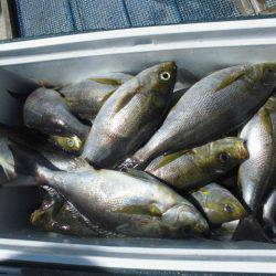 大進丸(愛知) 釣果