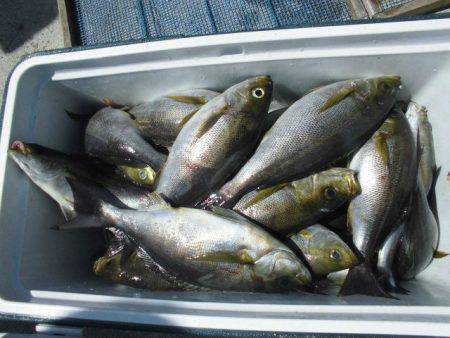 大進丸(愛知) 釣果