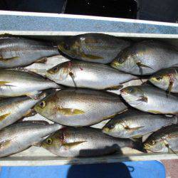 大進丸(愛知) 釣果