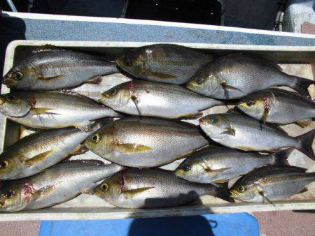 大進丸(愛知) 釣果