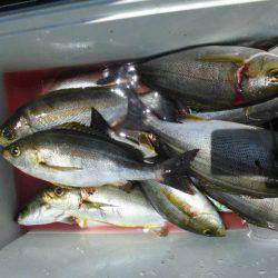 大進丸(愛知) 釣果