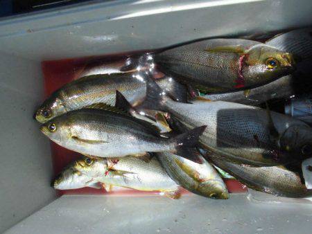 大進丸(愛知) 釣果