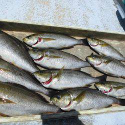 大進丸(愛知) 釣果