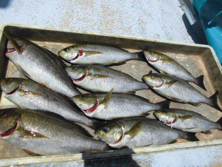 大進丸(愛知) 釣果