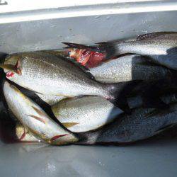 大進丸(愛知) 釣果