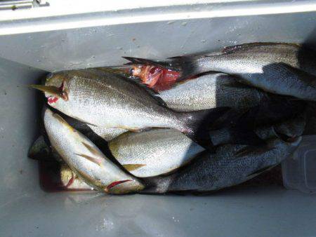 大進丸(愛知) 釣果