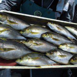 大進丸(愛知) 釣果