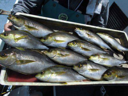 大進丸(愛知) 釣果