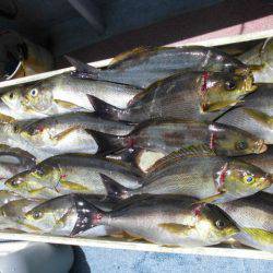 大進丸(愛知) 釣果