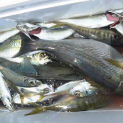 大進丸(愛知) 釣果