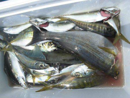 大進丸(愛知) 釣果