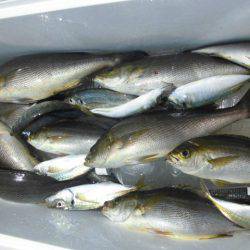 大進丸(愛知) 釣果