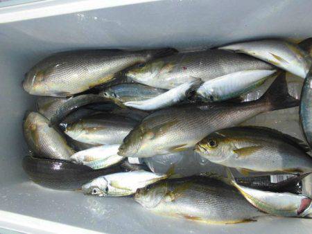 大進丸(愛知) 釣果