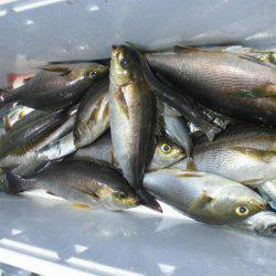 大進丸(愛知) 釣果