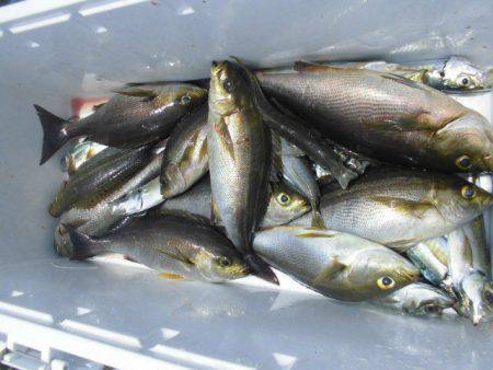 大進丸(愛知) 釣果