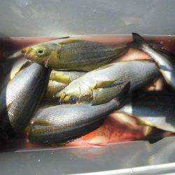 大進丸(愛知) 釣果