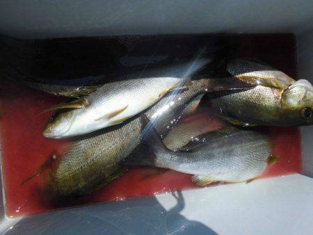 大進丸(愛知) 釣果