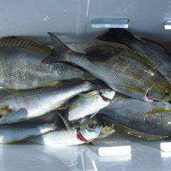 大進丸(愛知) 釣果