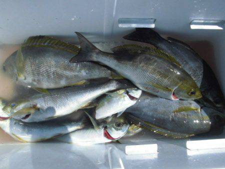 大進丸(愛知) 釣果