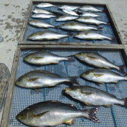 大進丸(愛知) 釣果