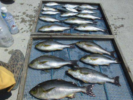 大進丸(愛知) 釣果