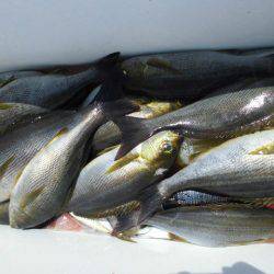 大進丸(愛知) 釣果