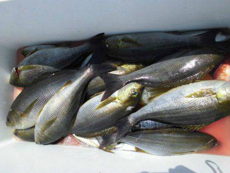 大進丸(愛知) 釣果