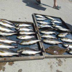 大進丸(愛知) 釣果