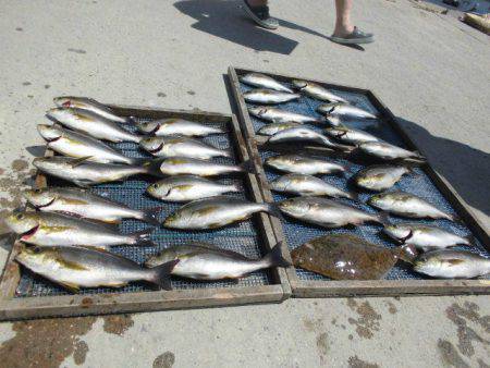 大進丸(愛知) 釣果