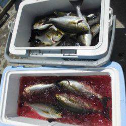 大進丸(愛知) 釣果