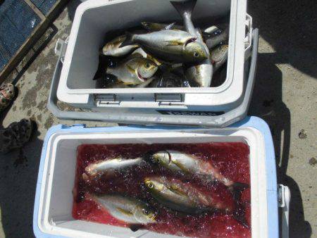 大進丸(愛知) 釣果