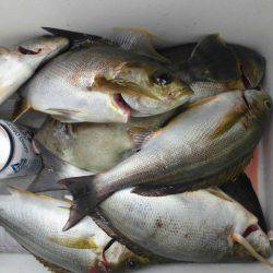 大進丸(愛知) 釣果