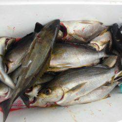 大進丸(愛知) 釣果