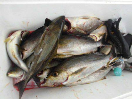 大進丸(愛知) 釣果