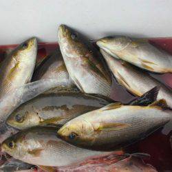 大進丸(愛知) 釣果