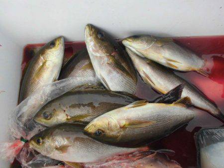 大進丸(愛知) 釣果