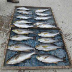 大進丸(愛知) 釣果