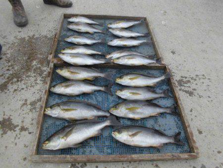 大進丸(愛知) 釣果