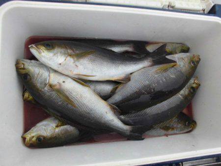 大進丸(愛知) 釣果