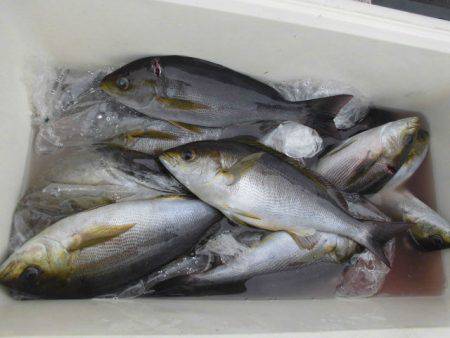 大進丸(愛知) 釣果