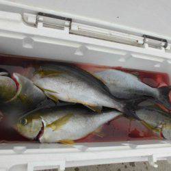 大進丸(愛知) 釣果