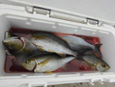 大進丸(愛知) 釣果