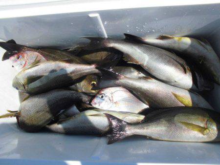 大進丸(愛知) 釣果