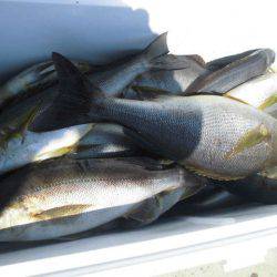 大進丸(愛知) 釣果