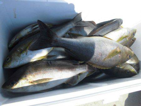 大進丸(愛知) 釣果