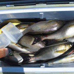 大進丸(愛知) 釣果