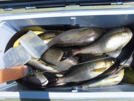 大進丸(愛知) 釣果